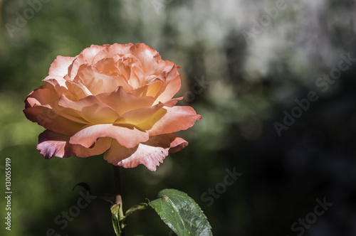 The Rose 1 © Taylor