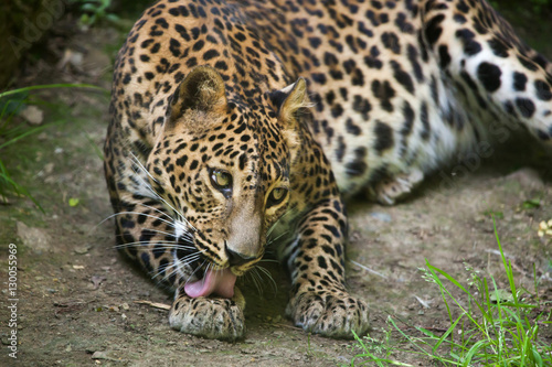 Sri Lankan leopard  Panthera pardus kotiya 