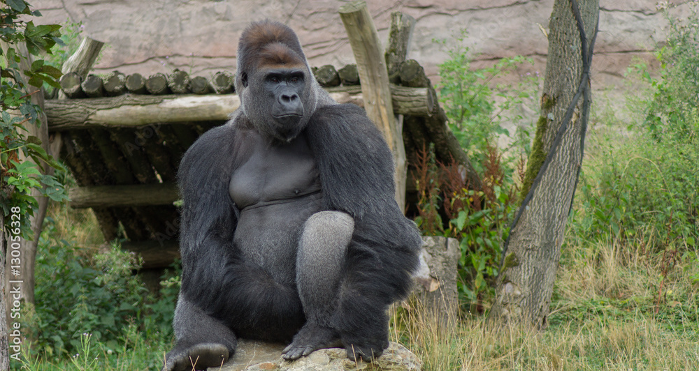 Naklejka premium Gorilla