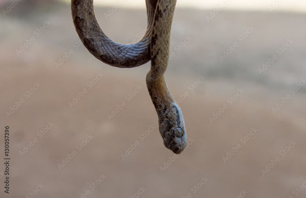 Obraz premium The Snake