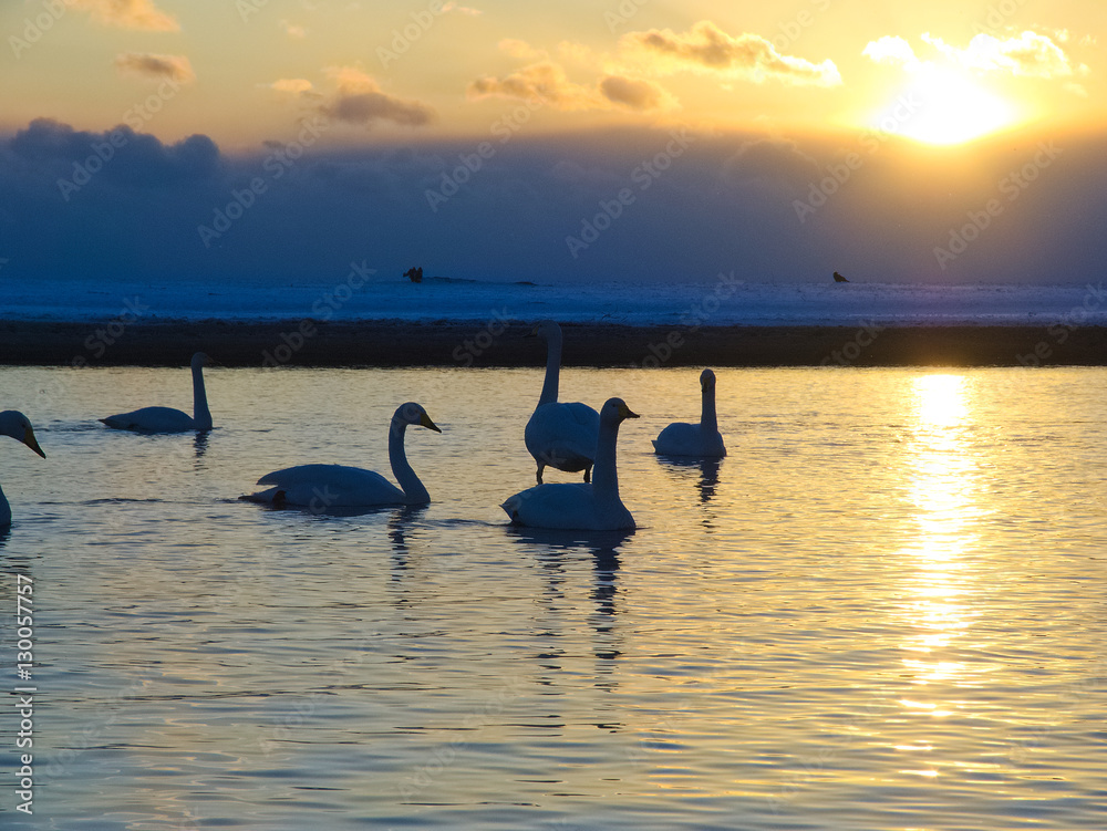 Fototapeta premium 北海道ヌッキベツ川 夕日と白鳥