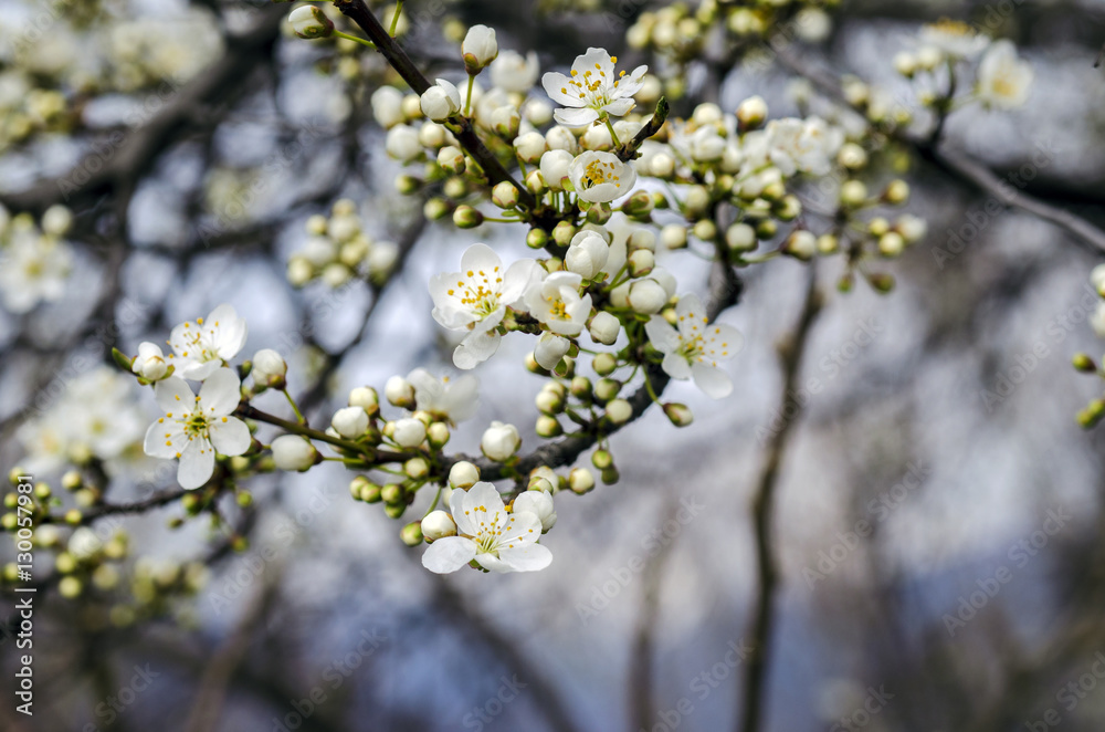 Beautiful branch with  blossom  and  buds on the foreground and blurred trees on background