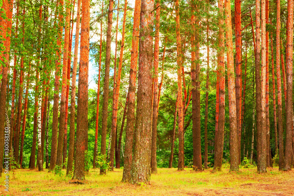 Fototapeta premium summer in pine forest