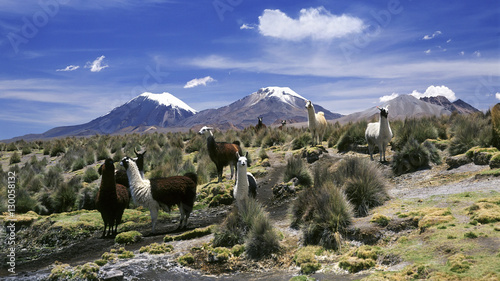 Llamas grazing in Sajama National Park with The Twins, the volcanoes of Parinacota and Pomerata in the background, Sajama, Bolivia photo