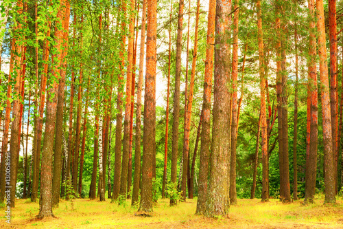  forest on the shore of lake