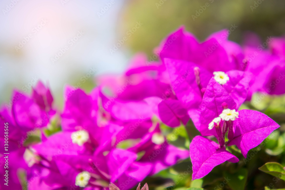 bougainvillea flowers, pink flowers in the park bougainvillea flowers, pink flowers in the park