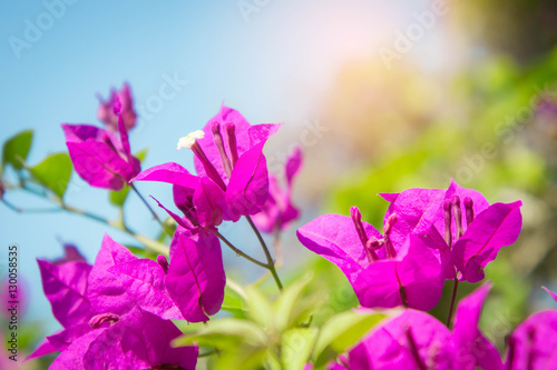 bougainvillea flowers, pink flowers in the park
