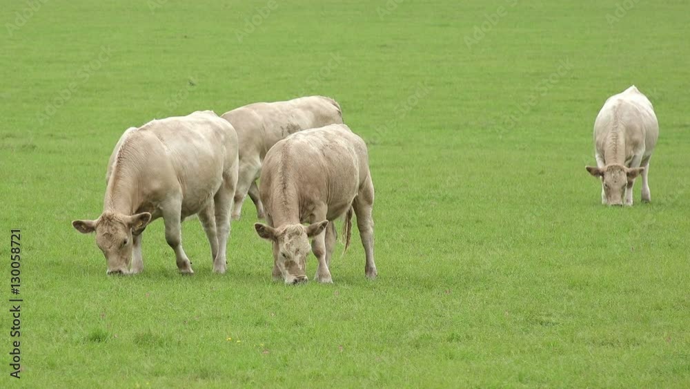 cattle eating grass in a beautiful green valley cattle eating grass in a beautiful green valley