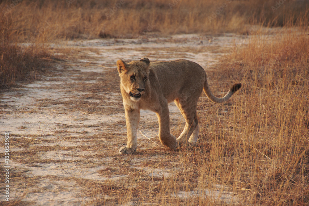 Obraz premium young lioness on the savannah, south africa
