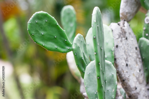 Green Prickly Cactus Leaf.