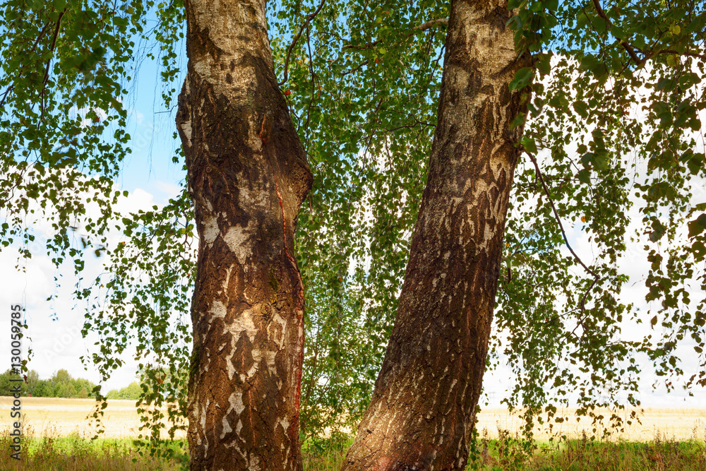 Fototapeta premium forest on the shore of lake