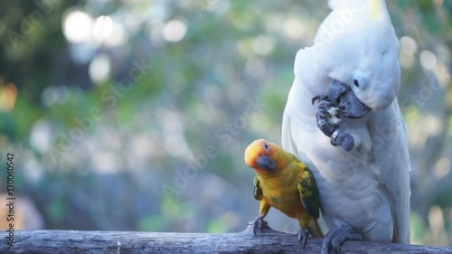 Small yellow parrot fight over food with big white macaw