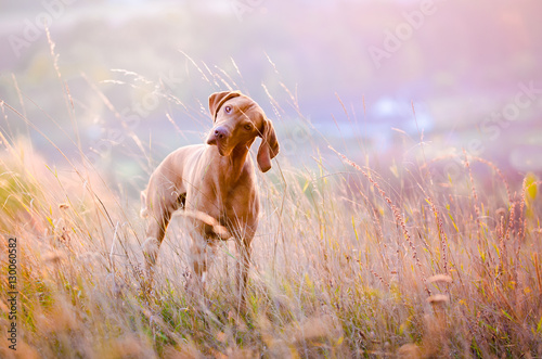 Hungarian hound dog in the middle of the field during sunset photo