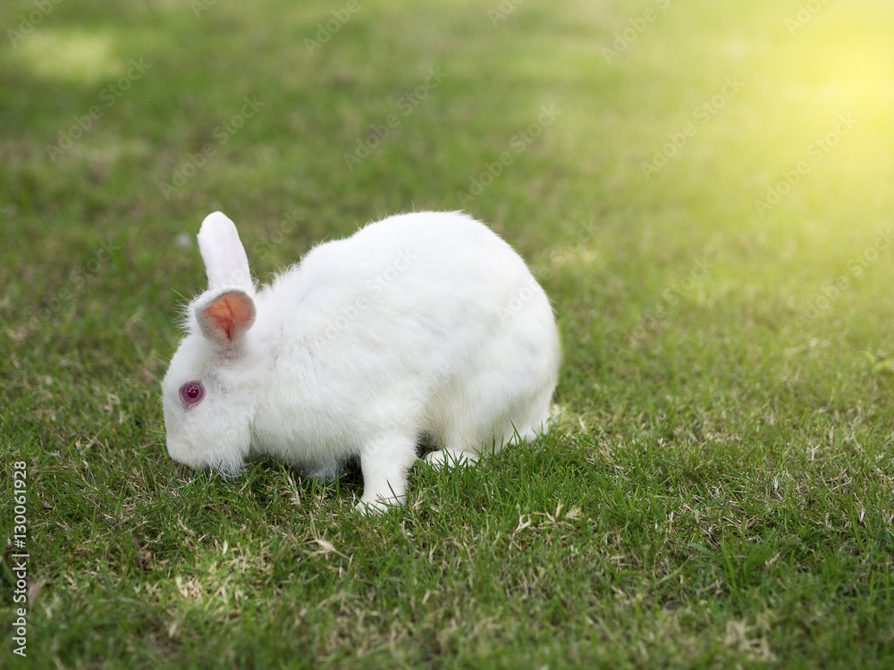 New zealand White rabbit or lion head rabbit red eyes. New zealand White rabbit or lion head rabbit red eyes.