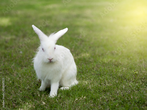New zealand White rabbit or lion head rabbit red eyes. photo