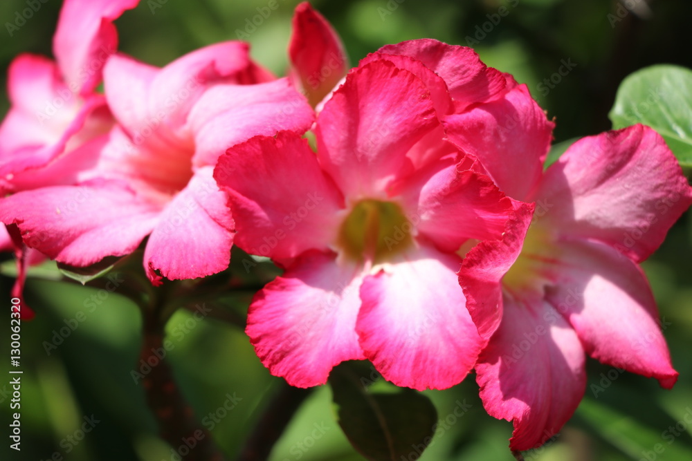 Desert rose bright flowers on the tree Desert rose bright flowers on the tree