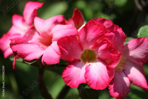 Desert rose bright flowers on the tree 