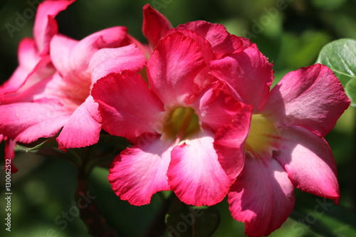 Desert rose bright flowers on the tree 