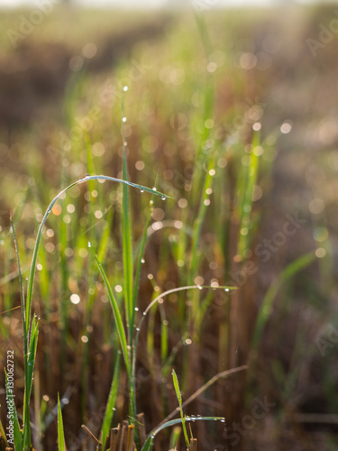 Dew Drops on a Leaf