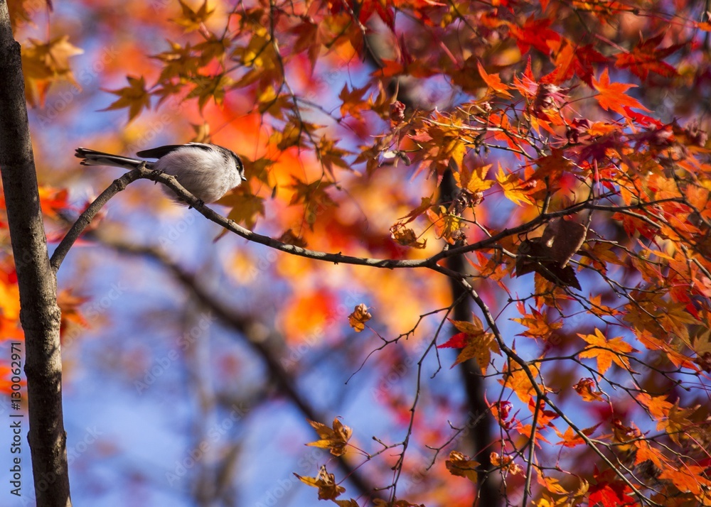 Long Tailed Tit (Aegithalos caudatus) Long Tailed Tit (Aegithalos caudatus)