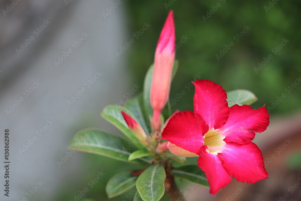 Desert rose bright flowers on the tree 