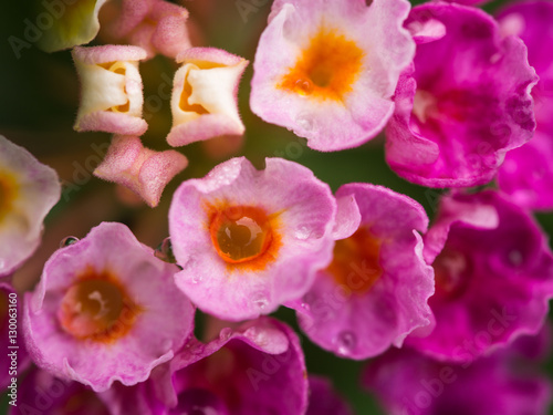 Rain Drops on Pink Hedge