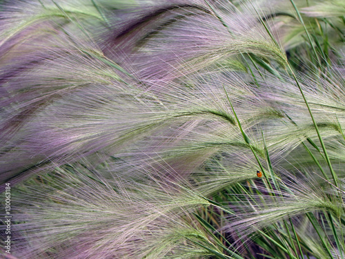 floral background, Hordeum jubatum, with ladybug