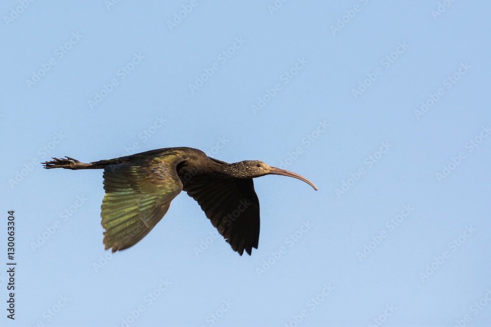 Obraz premium Glossy ibis in flight