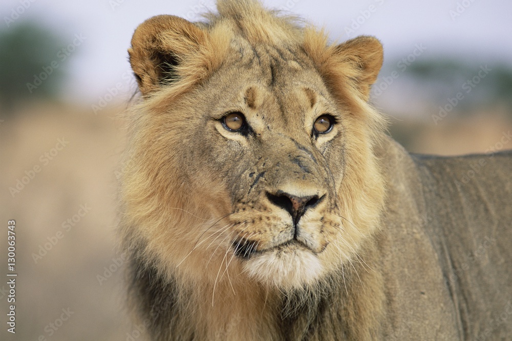 Lion, Panthera leo, Kalahari Gemsbok National Park Lion, Panthera leo, Kalahari Gemsbok National Park
