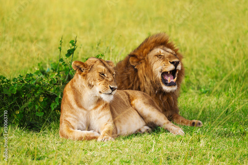 Fototapeta Naklejka Na Ścianę i Meble -  Beautiful lion and lioness resting at safari park