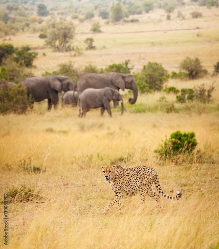 African cheetah hunting at great spaces of savanna