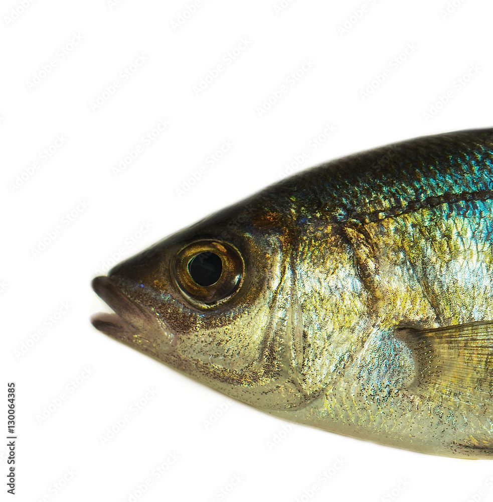 sea fish, closeup sea fish, closeup