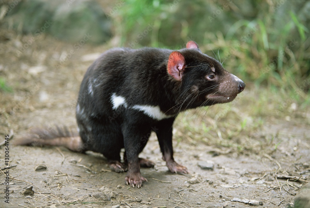 Tasmanian devil, Sarcophilus harrisii, in captivity Tasmanian devil, Sarcophilus harrisii, in captivity