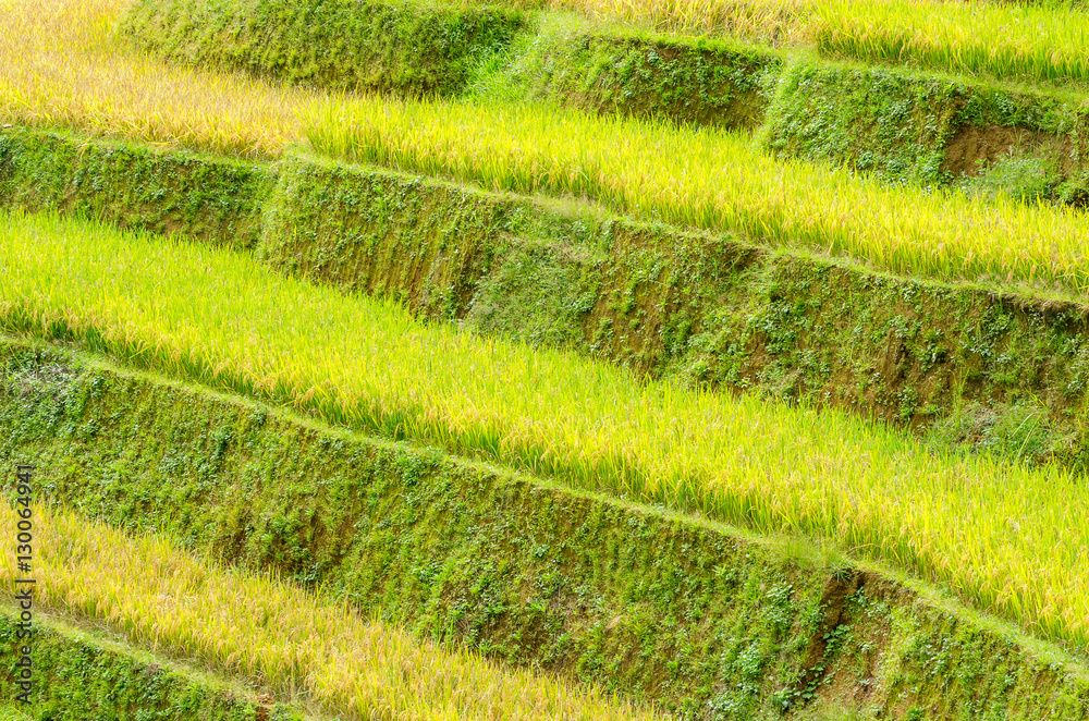 Mu Cang Chai Mu Cang Chai