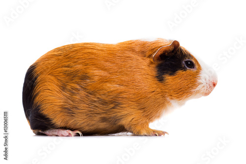 Black and orange Guinea pig isolated on white background