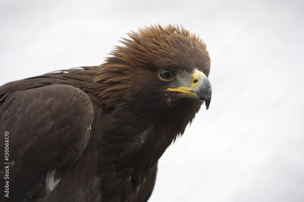 Golden eagle, Aquila chrysaetos, in snow, captive Golden eagle, Aquila chrysaetos, in snow, captive