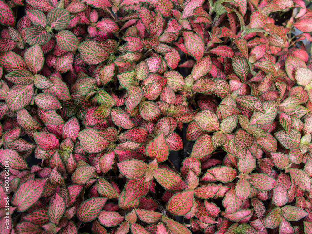 Obraz premium Red and Green Leaf Pattern