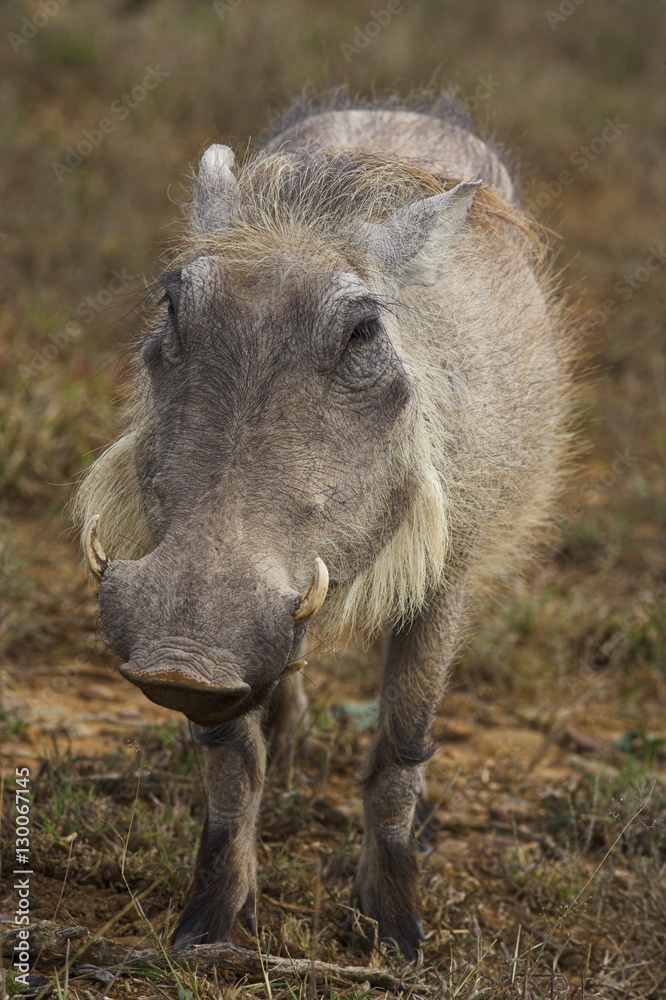 Warthog, Phacochoerus aethiopicus, Addo Elephant National Park Warthog, Phacochoerus aethiopicus, Addo Elephant National Park