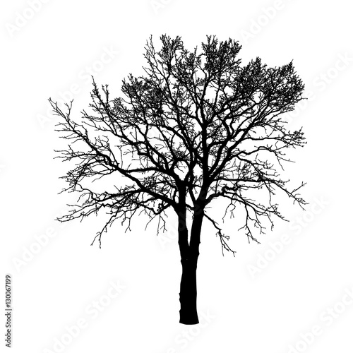 Tree without Leaves Vector Illustration, EPS 10.