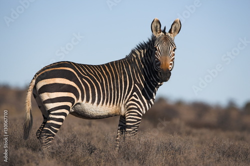 Fotografie Cape mountain zebra, Equus zebra zebra, Mountain Zebra National Park, Eastern Ca