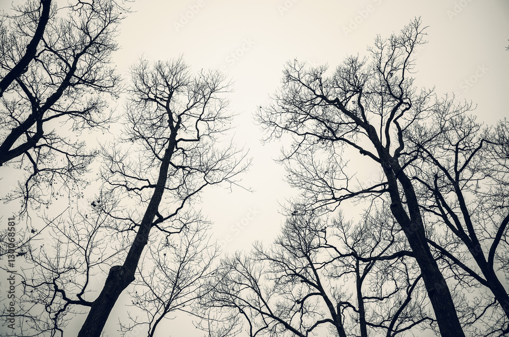 Leafless bare trees over gray sky. Monochrome Leafless bare trees over gray sky. Monochrome