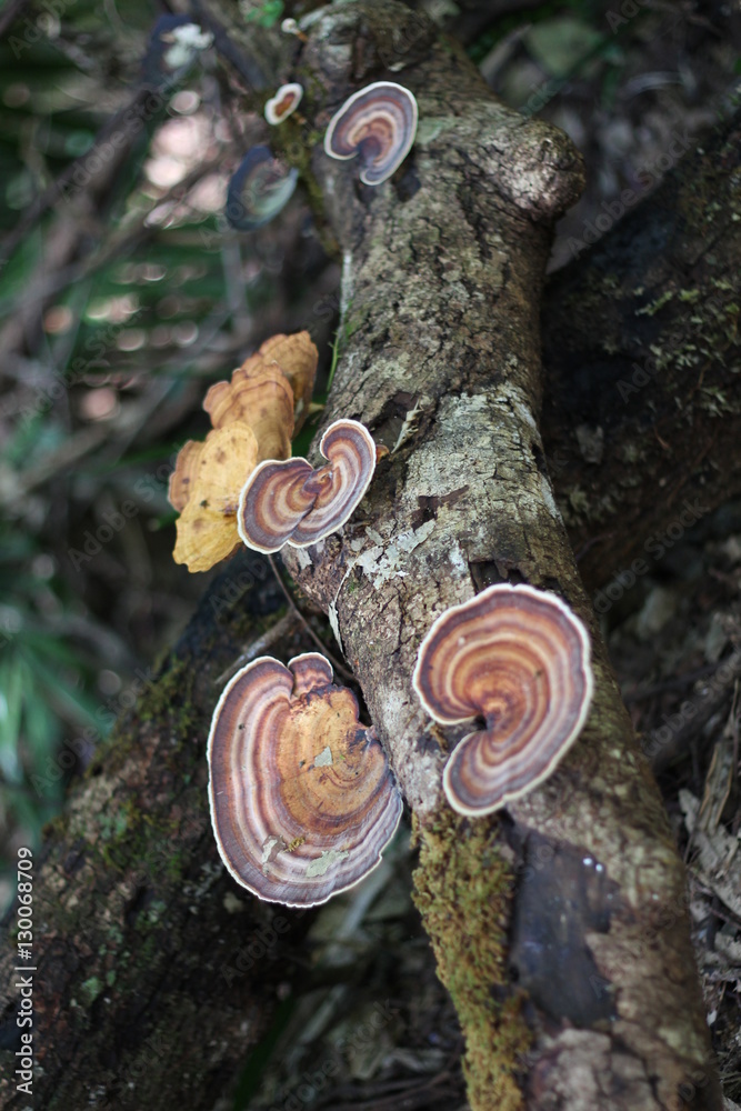 Plantas en el parque nacional de Mossman