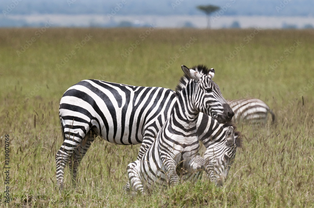 Common zebra (Equus quagga) fighting, Masai Mara National Reserve, Kenya Common zebra (Equus quagga) fighting, Masai Mara National Reserve, Kenya