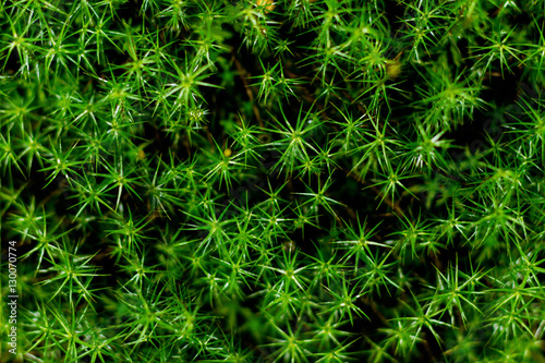 Bush green plants