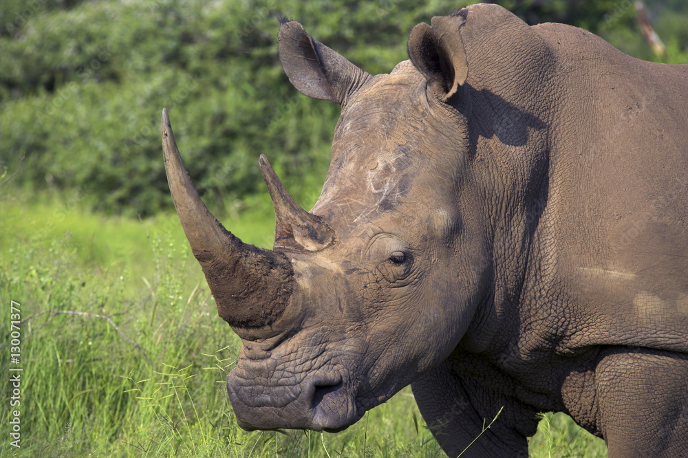 White rhino (Ceratotherium simum), Pilanesberg Game Reserve, North West Province White rhino (Ceratotherium simum), Pilanesberg Game Reserve, North West Province