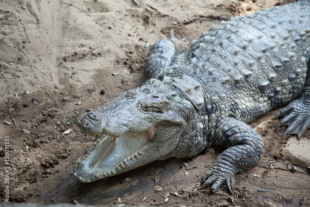 Fototapeta premium Close up of a Crocodile or Alligator