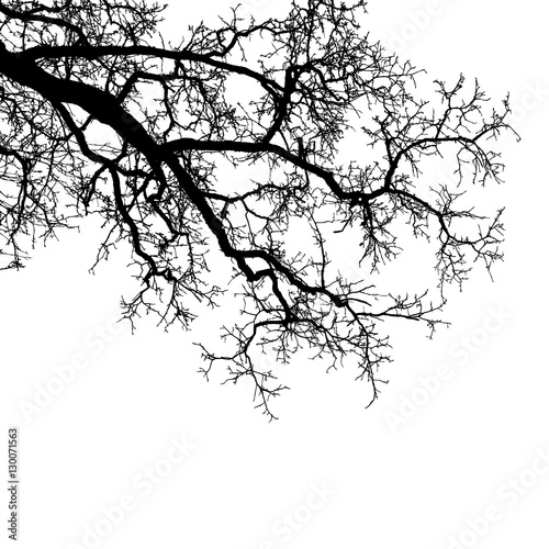 Realistic tree branches silhouette (Vector illustration).Eps10