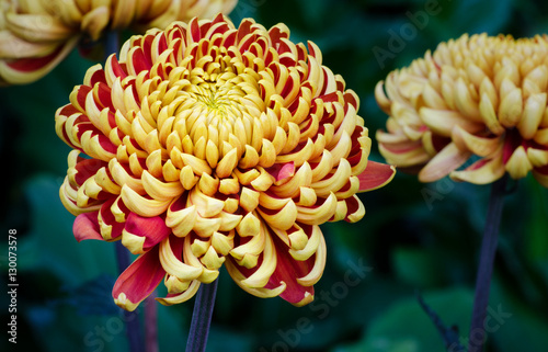 Beautiful big chrysanthemum photo
