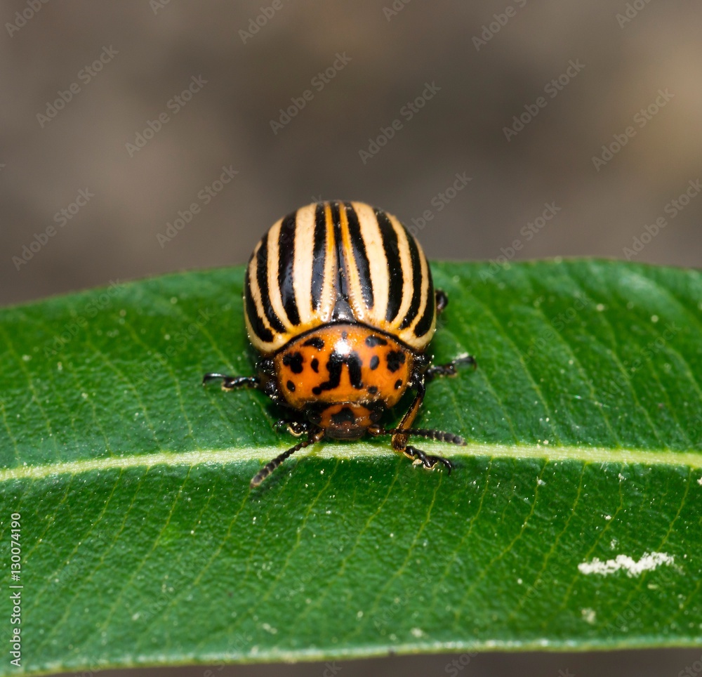 Kartoffelkäfer (Leptinotarsa decemlineata) sitzt auf grünem Blatt, Niedersachsen, Deutschland Kartoffelkäfer (Leptinotarsa decemlineata) sitzt auf grünem Blatt, Niedersachsen, Deutschland