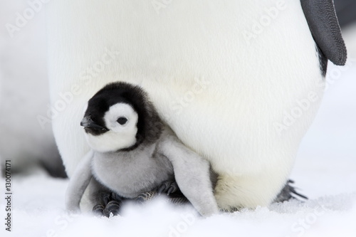 Emperor penguin chick (Aptenodytes forsteri), Snow Hill Island, Weddell Sea, Antarctica